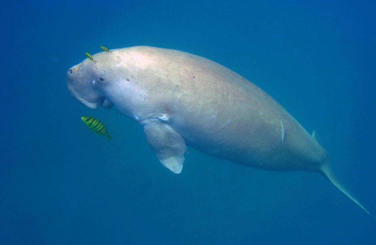 India's first dugong reserve in Palk Bay gains global recognition at IUCN  Congress - The Hindu