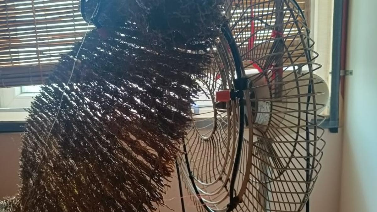 This DIY Vetiver Cooling Fan in Coimbatore promises to reduce your carbon footprint