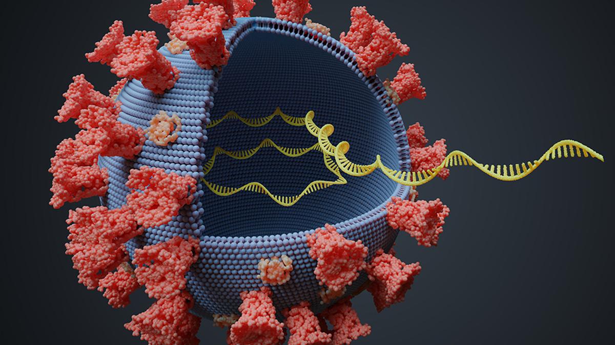 Nobel Prize for microRNA find underscores RNA’s primacy in biology
Premium