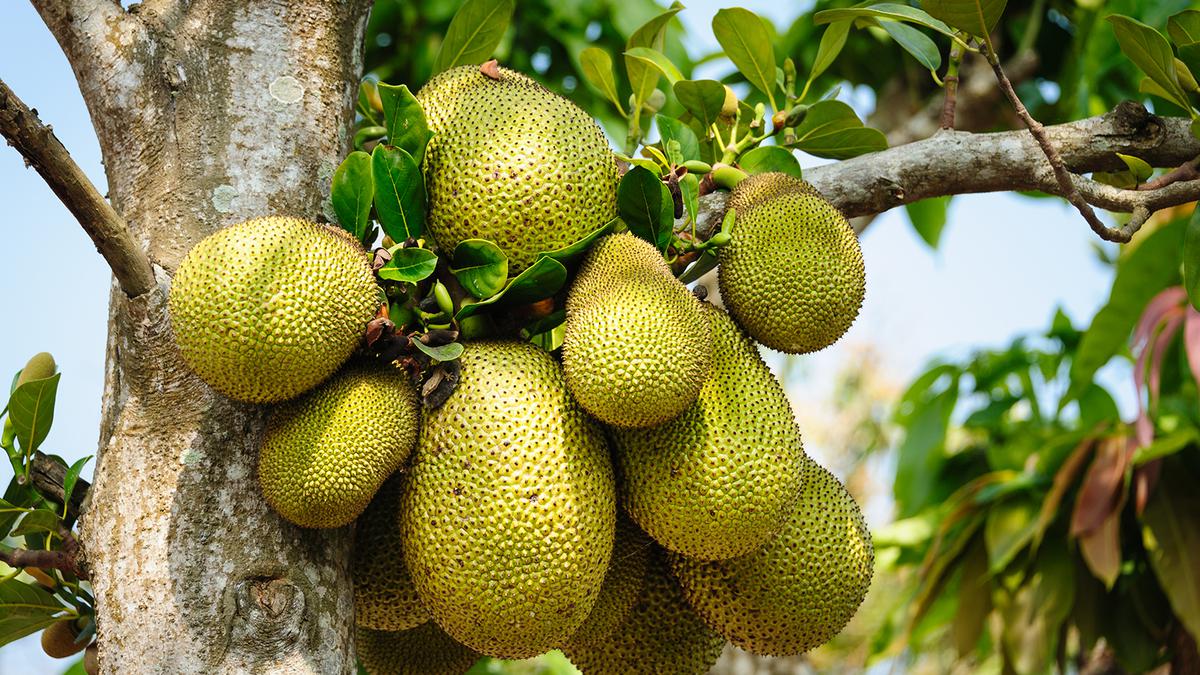 Processors perceive shortage of jackfruit, blame unstable rainfall for triggering flowering delay