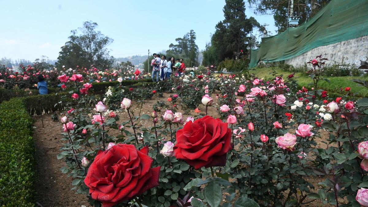 Planting season begins at Rose Garden in Udhagamandalam, blooms expected in April