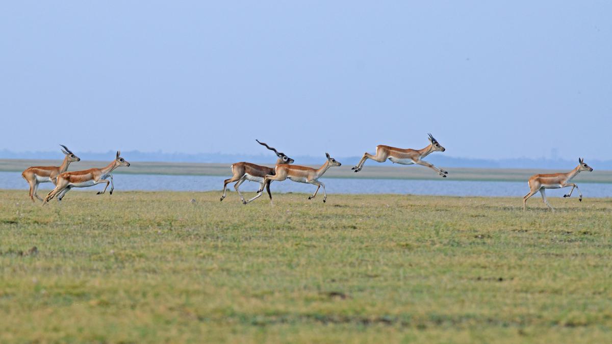 Where have the blackbucks bolted?