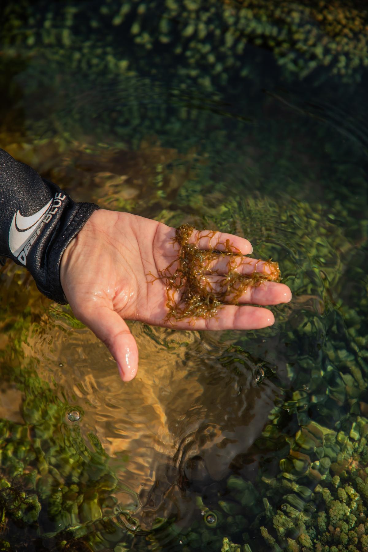 समुद्री शैवाल की एक किस्म