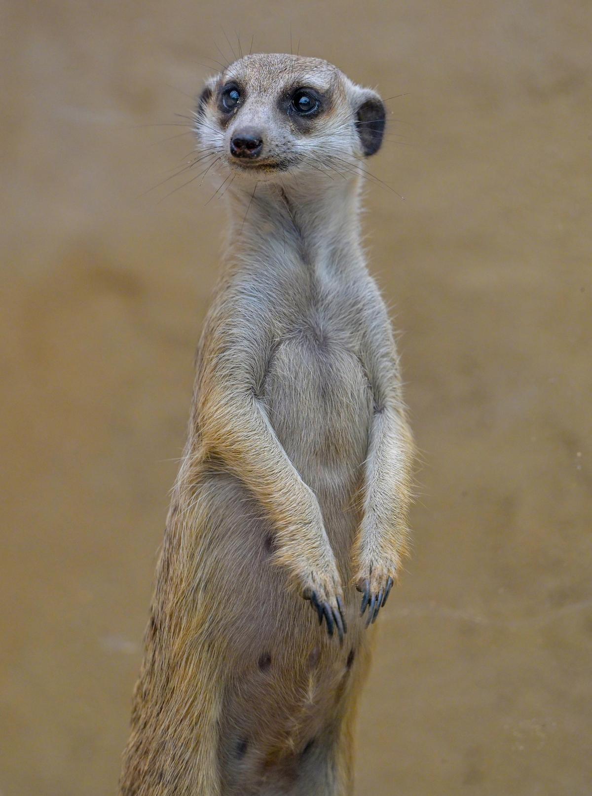 Meekat v hravé náladě v Zoologickém parku Indiry Gándhíové ve Visakhapatnamu. Meekat v hravé náladě v Zoologickém parku Indiry Gándhíové ve Visakhapatnamu.