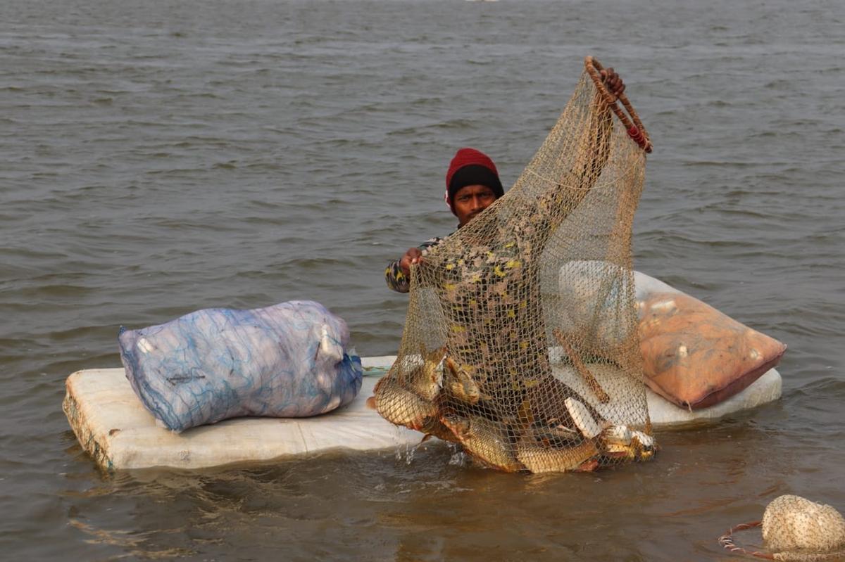 The harvested fish is sold in Bengaluru in Karnataka, Hyderabad in Telangana, and Pune in Maharashtra.