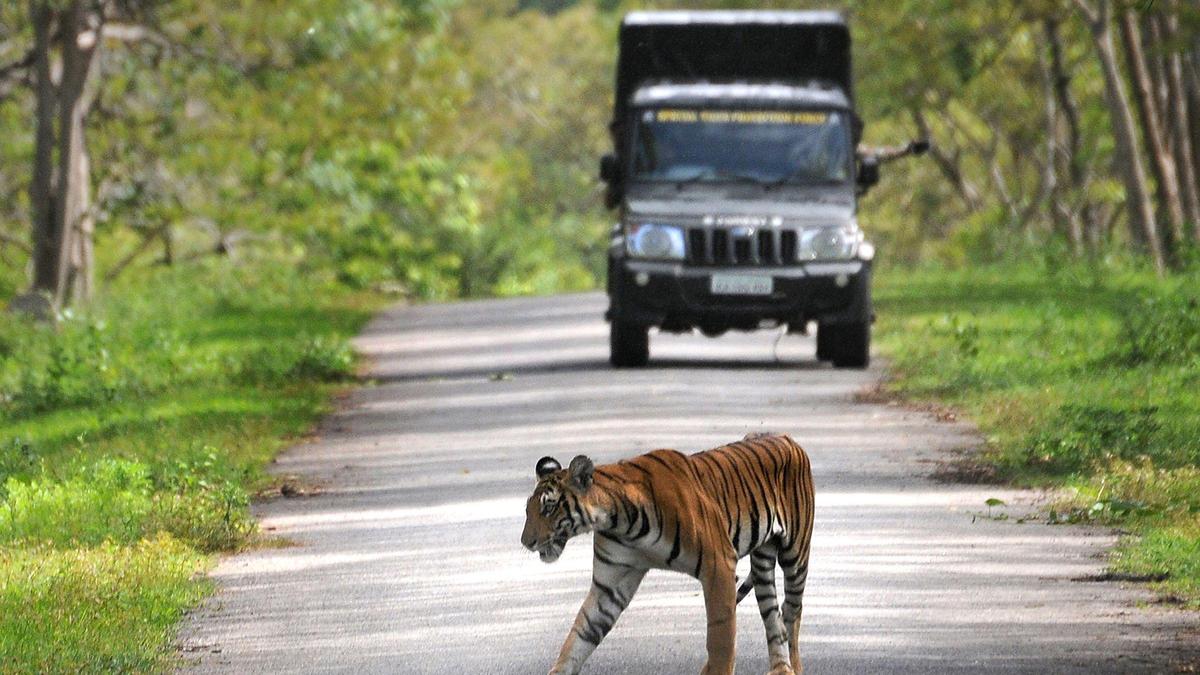 Karnataka farmers warn against resuming safari in Bandipur and Nagarahole, threaten agitation