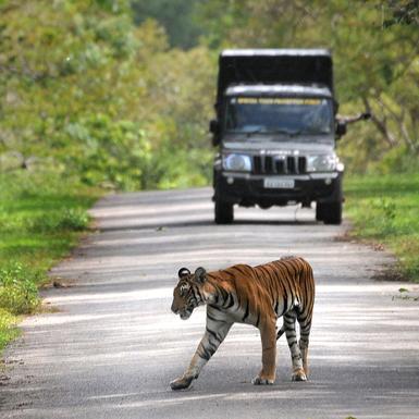 Karnataka farmers warn against resuming safari in Bandipur and Nagarahole, threaten  agitation - The Hindu