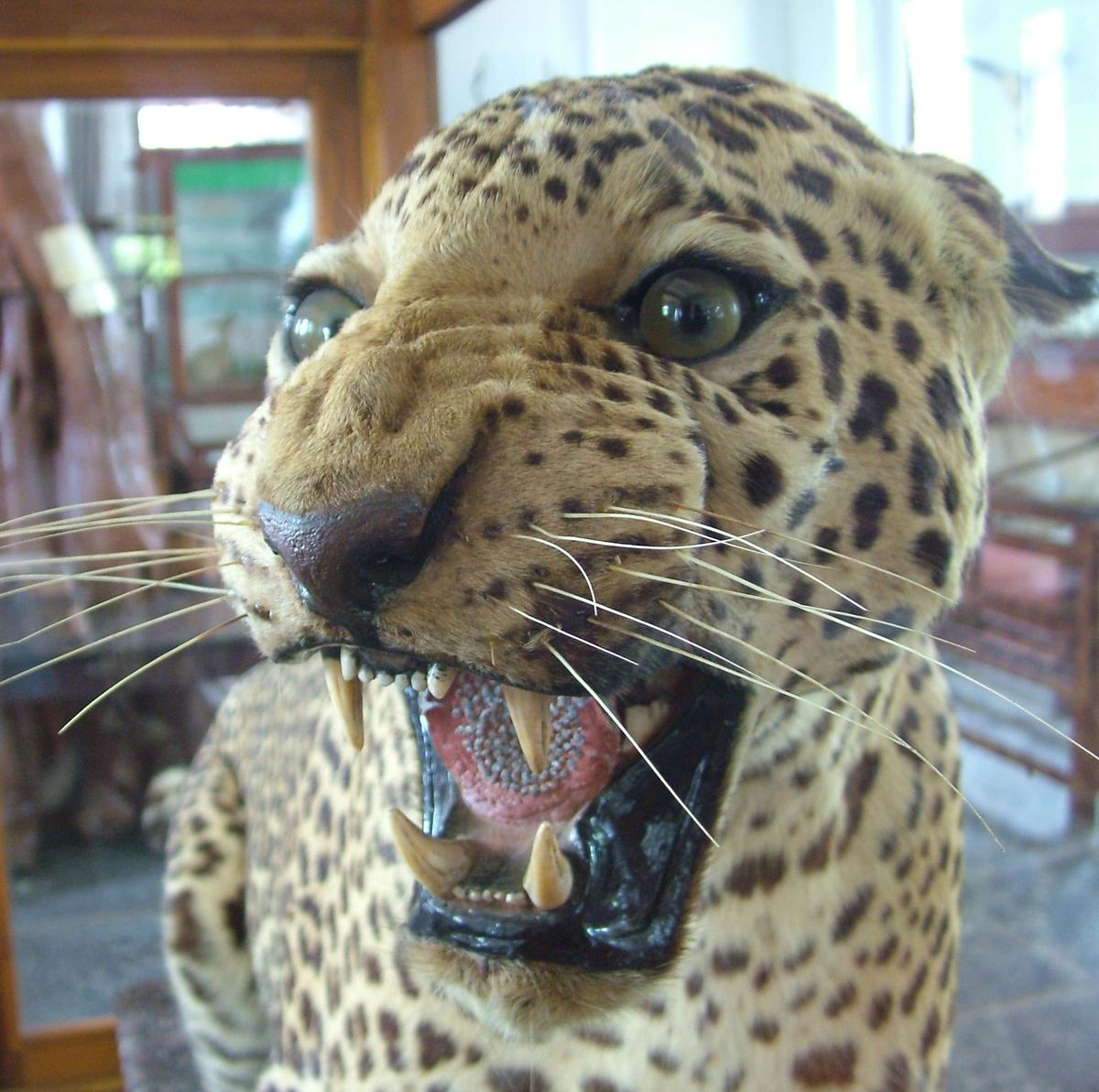 A rich collection of wildlife exhibits