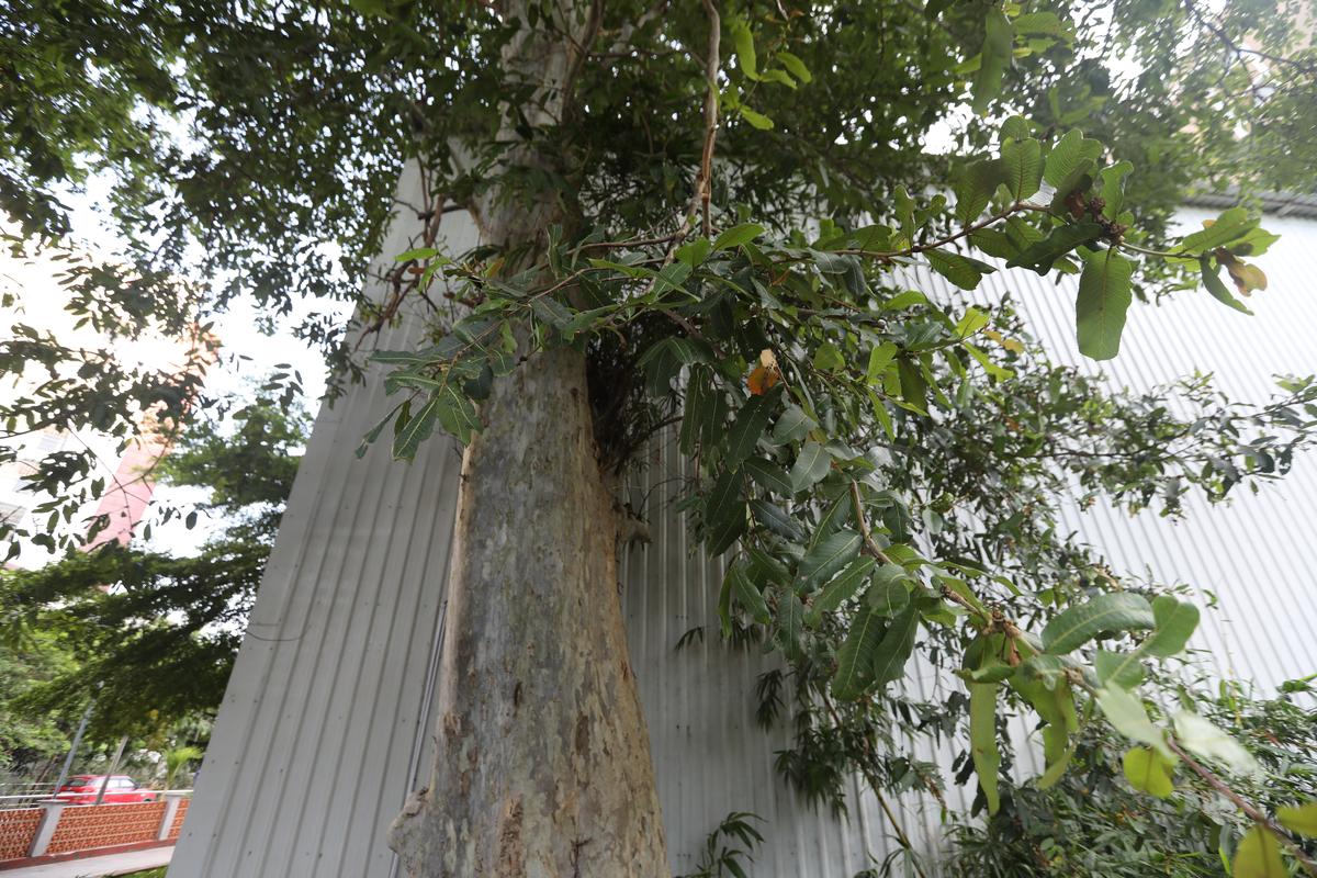 A Terminalia arjuna tree at the park that is integral to the MLAs hostel off Wallajah Salai, on August 5, 2025. Photos: Prince Frederick  