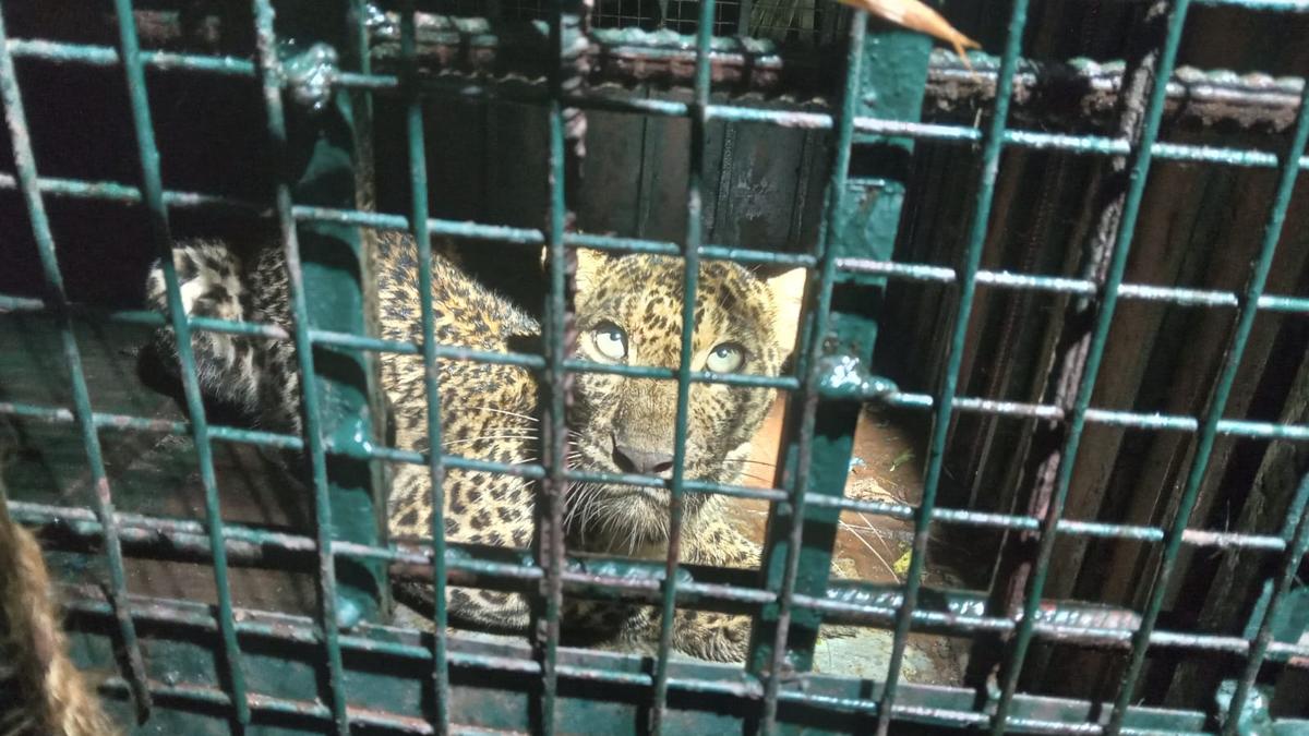 Caged panthers released into the wild by Tirunelveli forest personnel