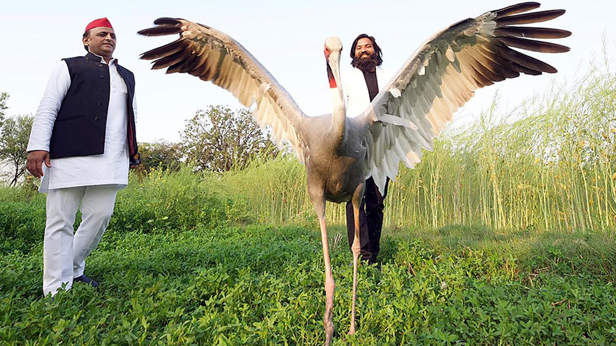 U.P. man who rescued, cared for Sarus crane gets Forest Department notice