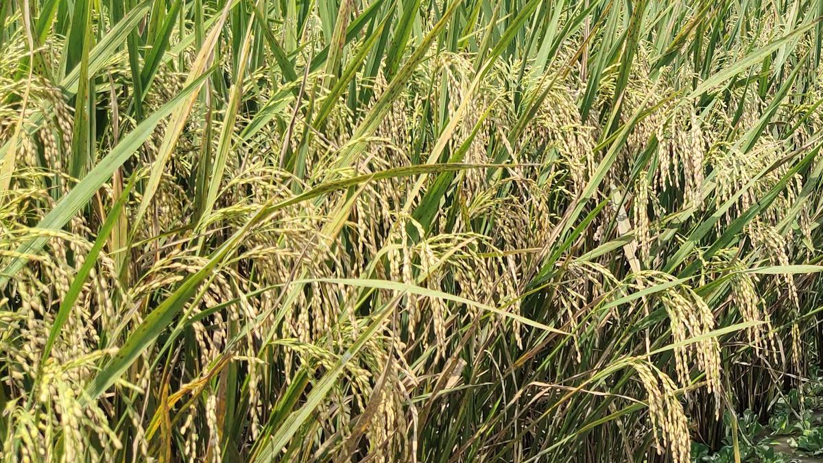 New short duration paddy variety released by research institute emerges a popular choice for kuruvai crop
