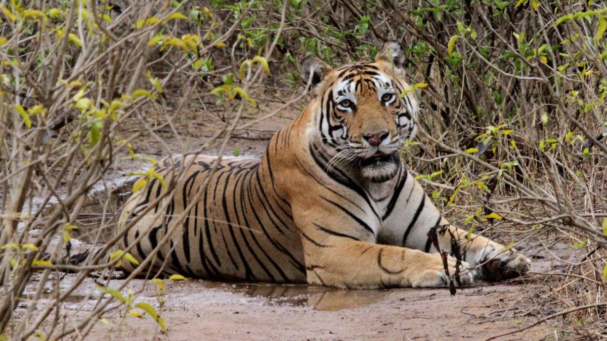 Chhattisgarh govt. to develop fourth tiger reserve in State