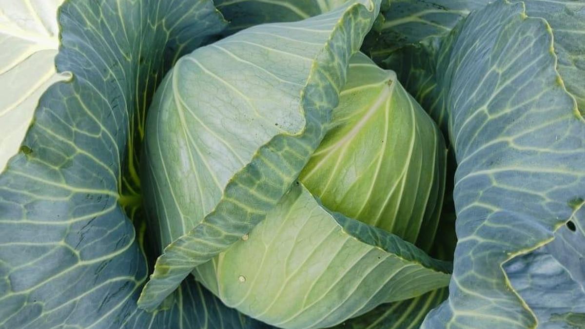 Cabbage glut leaves Thalavadi farmers with losses despite high retail prices