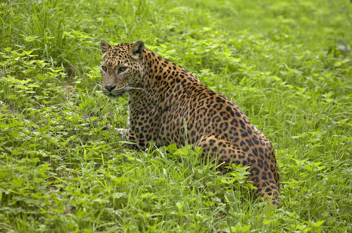 Although leopards are nocturnal cats, people encountered them during the day.