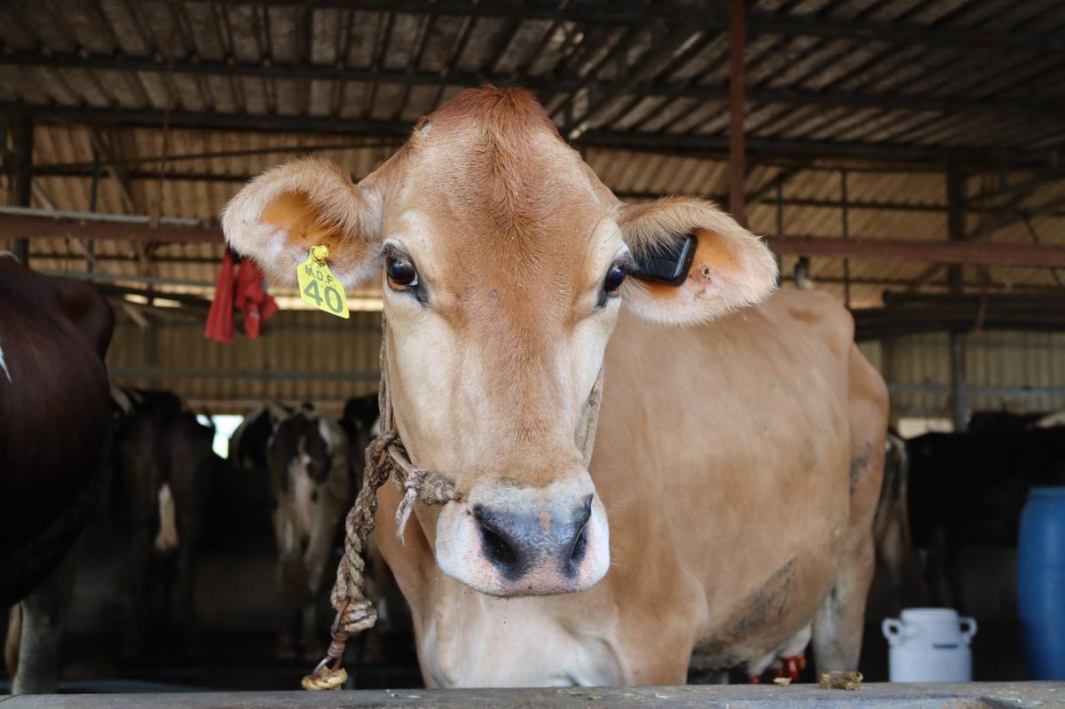 Agri-tech start-up going places with care of cows  