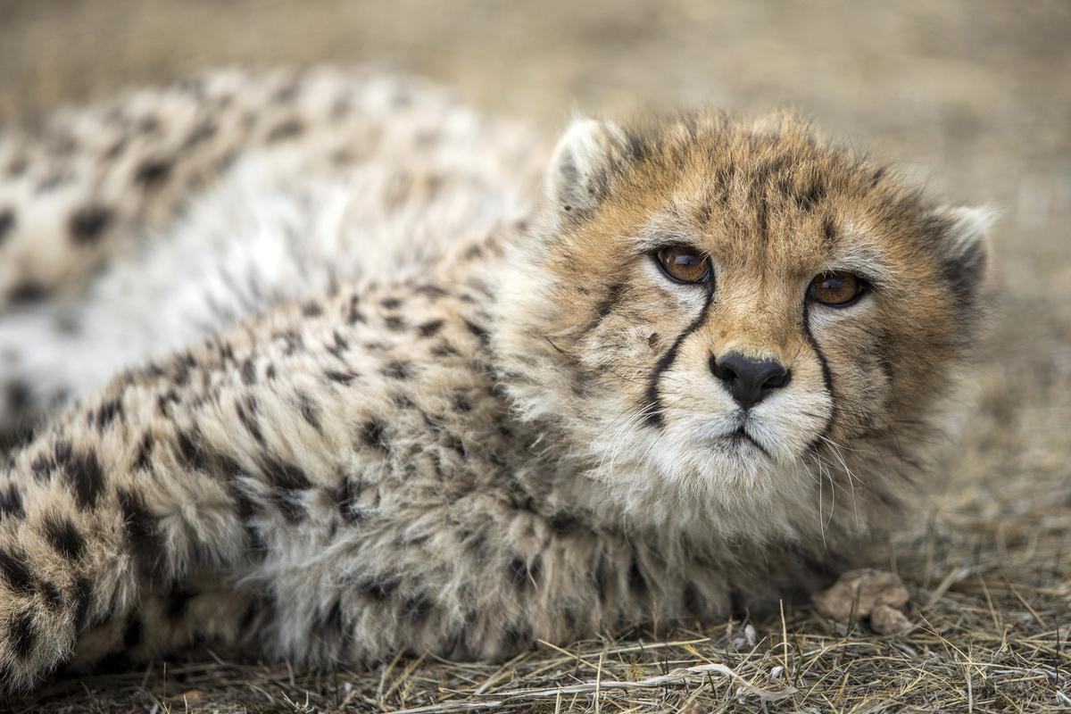 In Iran, endangered Asiatic cheetah dies at 10 months old - The Hindu