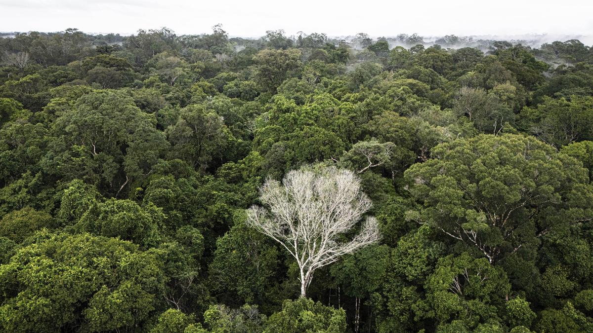 Tropical forest loss eases after record year: researchers