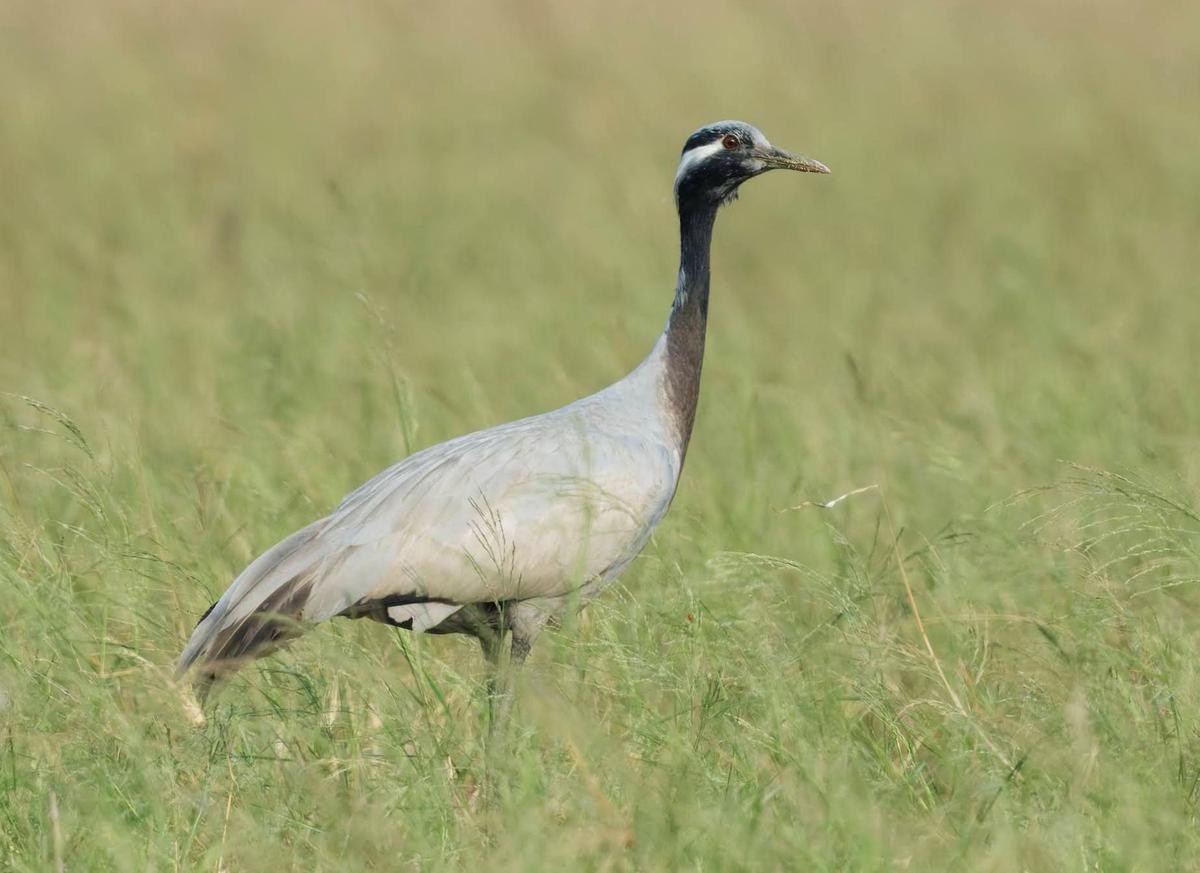 A vagrant Demoiselle Crane photographed in the reeds at the Nemmeli salt pans by Amoggh Chatty on February 28, 2026. 