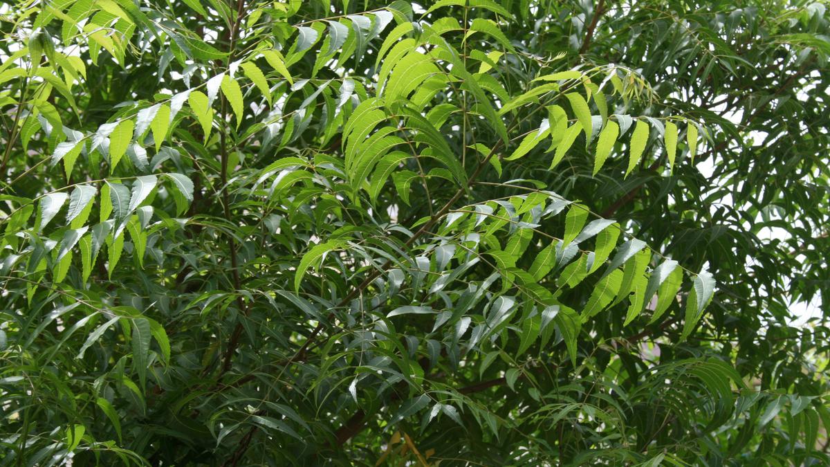 Dieback disease hits neem trees in Telangana again