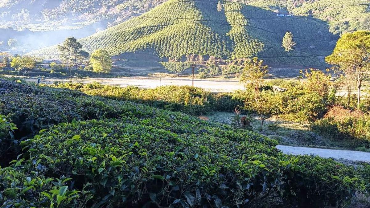 Munnar town records a new February low of 2 degree Celsius