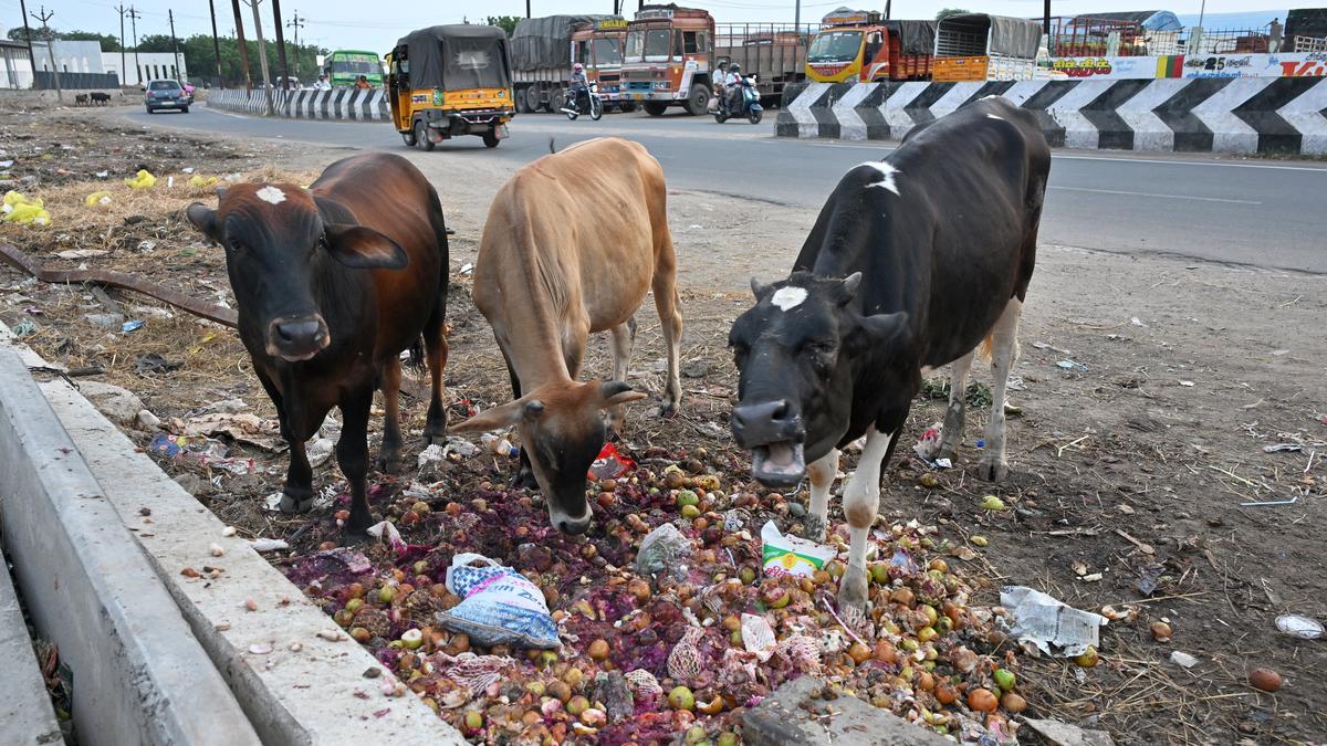 Plea to provide adequate dustbins at Smart Fruit Market to prevent vendors from dumping outside