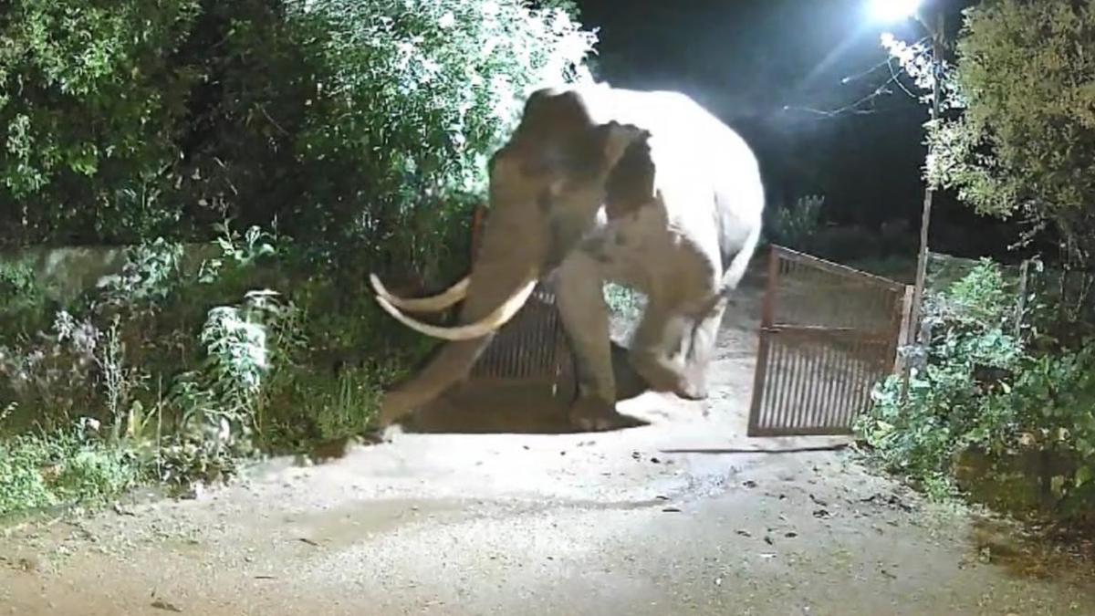Tusker Padayappa’s ‘unique bond’ with a house in Devikulam