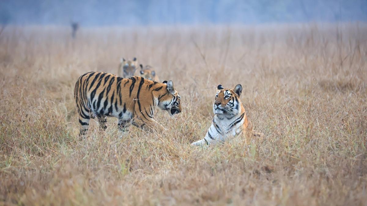 Maharashtra’s tiger count rose from 101 in 2000 to 444 this year, State Forest Minister tells Assembly