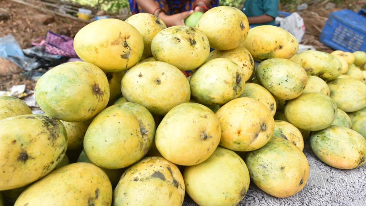 T.N. exported ₹660.08 crore worth of mangoes last year, there is huge potential for more: experts