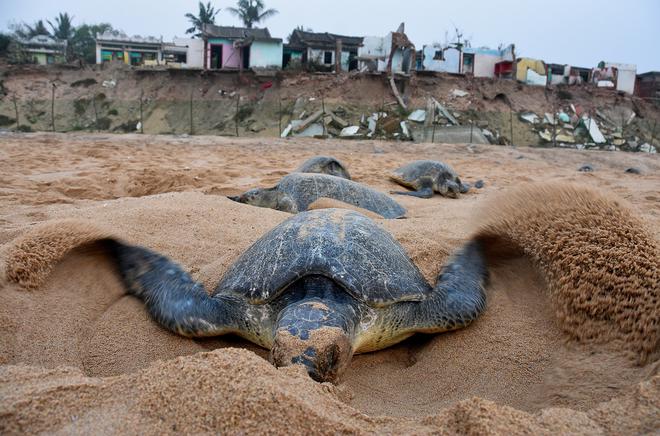 Record 637 Lakh Olive Ridley Turtles Arrive At Odishas Rushikulya Beach For Mass Nesting The 