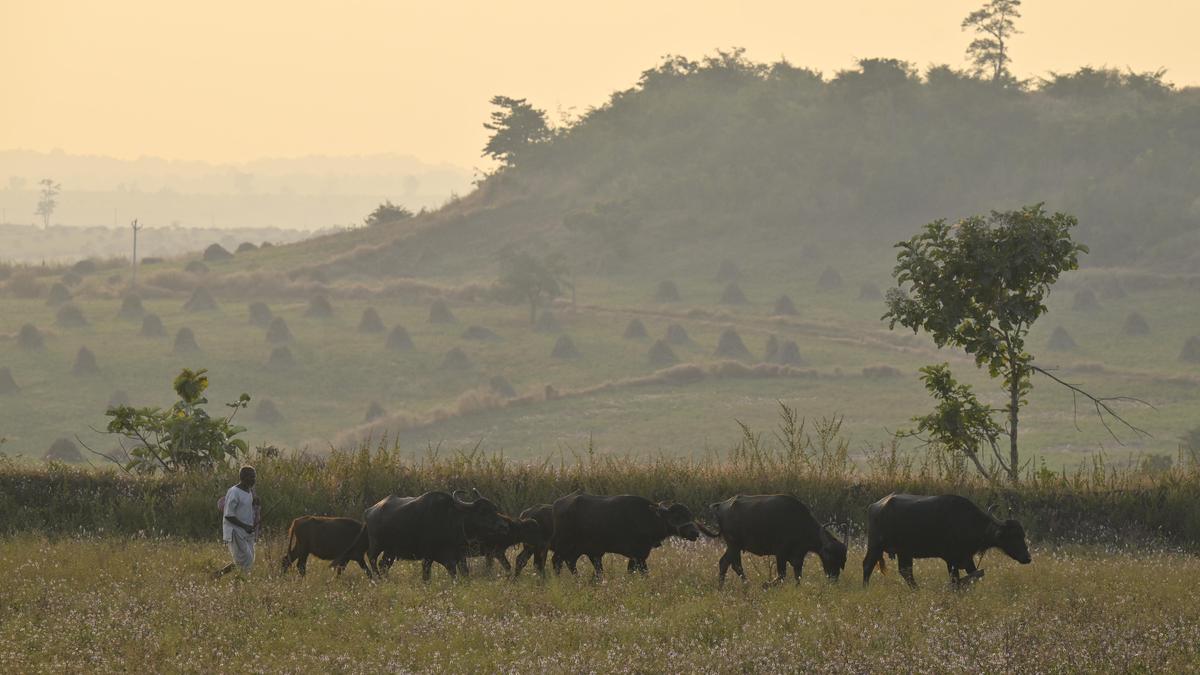 Chilly weather regains grip over Telangana; 6.3℃ recorded in Asifabad