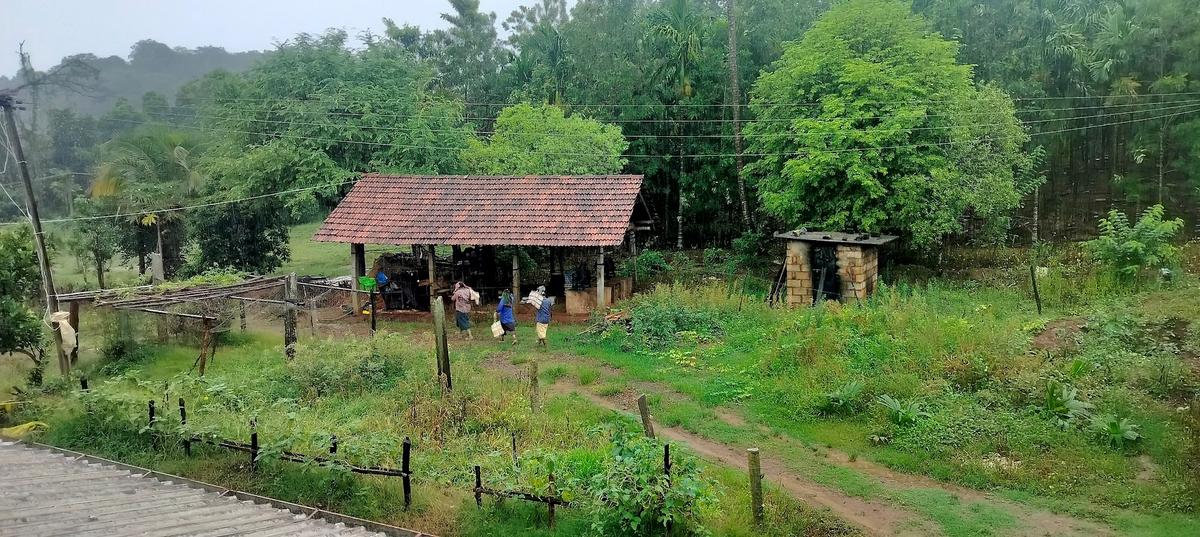 A view of an areca plantation near Mandagadde in Tirthahalli taluk of Shivamogga district during the rain. 
