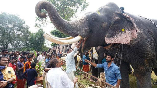 Decline in number of domesticated elephants in Kerala may put more stress on existing ones