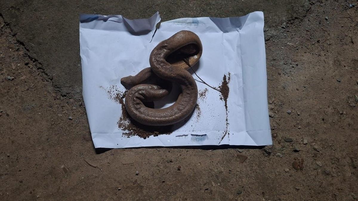 Five persons arrested for attempting to  sell sand boa in Vellore