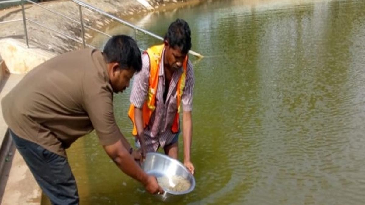 GVMC trying to procure 20 lakh gambusia fish from various areas in southern States to address mosquito problem in Visakhapatnam