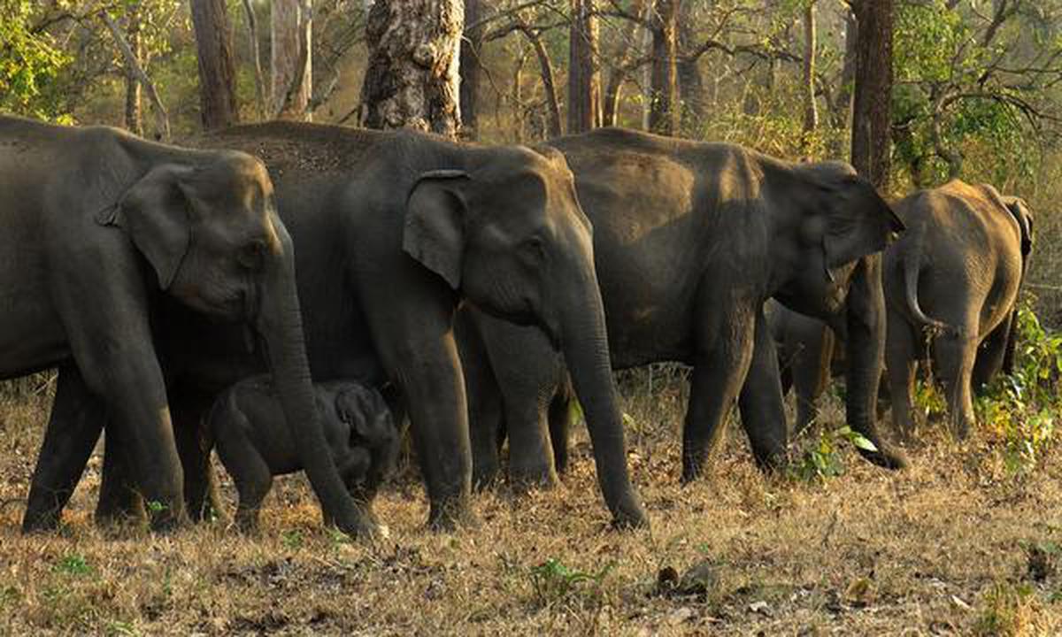 An elephant herd photographed by K Jayaram 