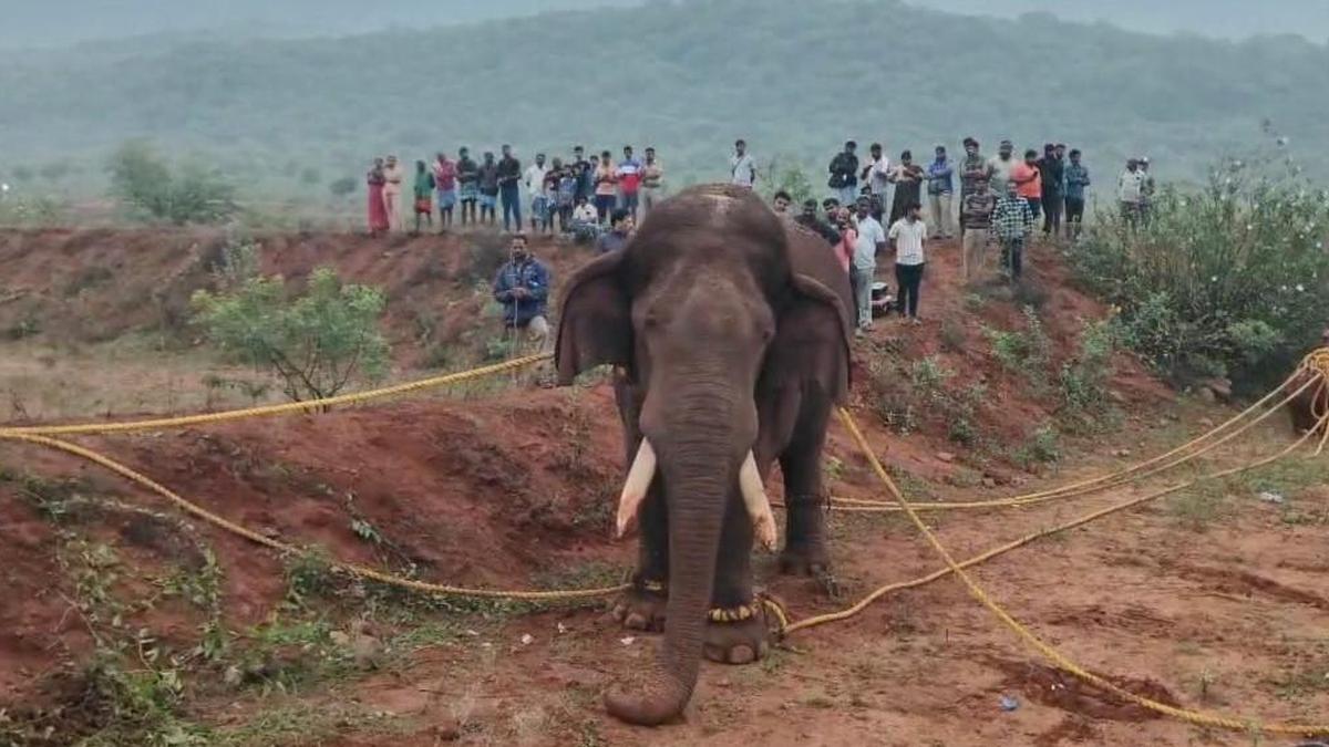 ‘Routine crop-raiding made wild elephant ‘Rolex’ gain unusual weight of 6.5 tonnes’