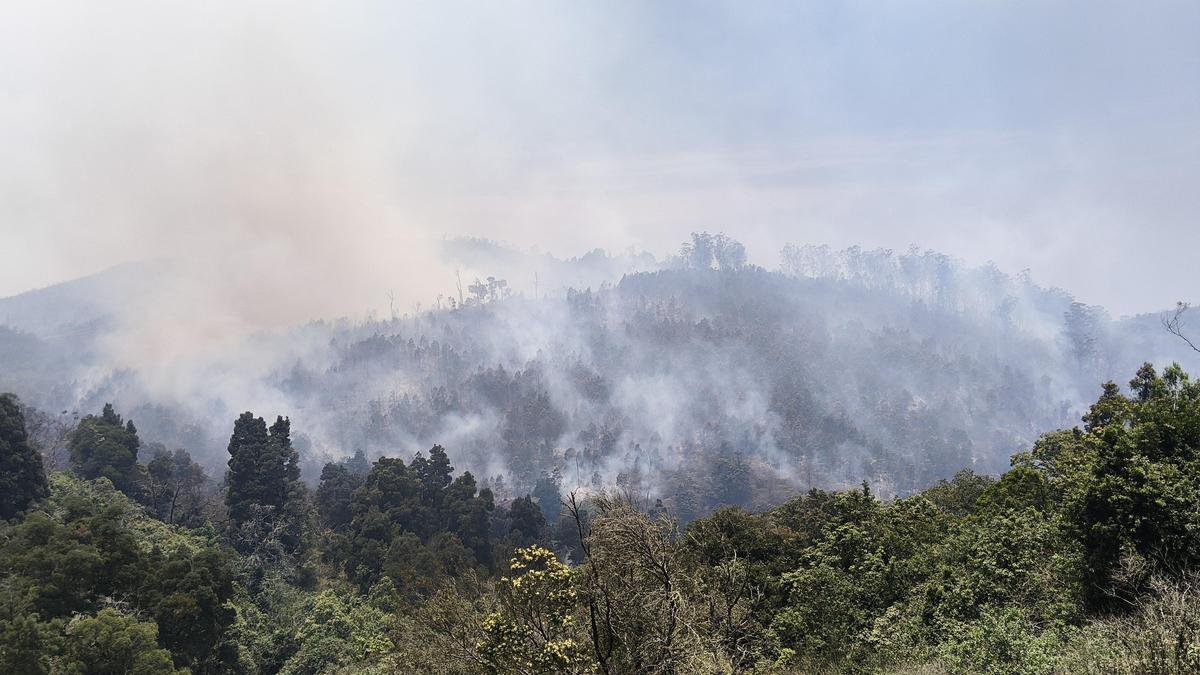 Nilgiris Forest Fire Destroys 100 Hectares of Land