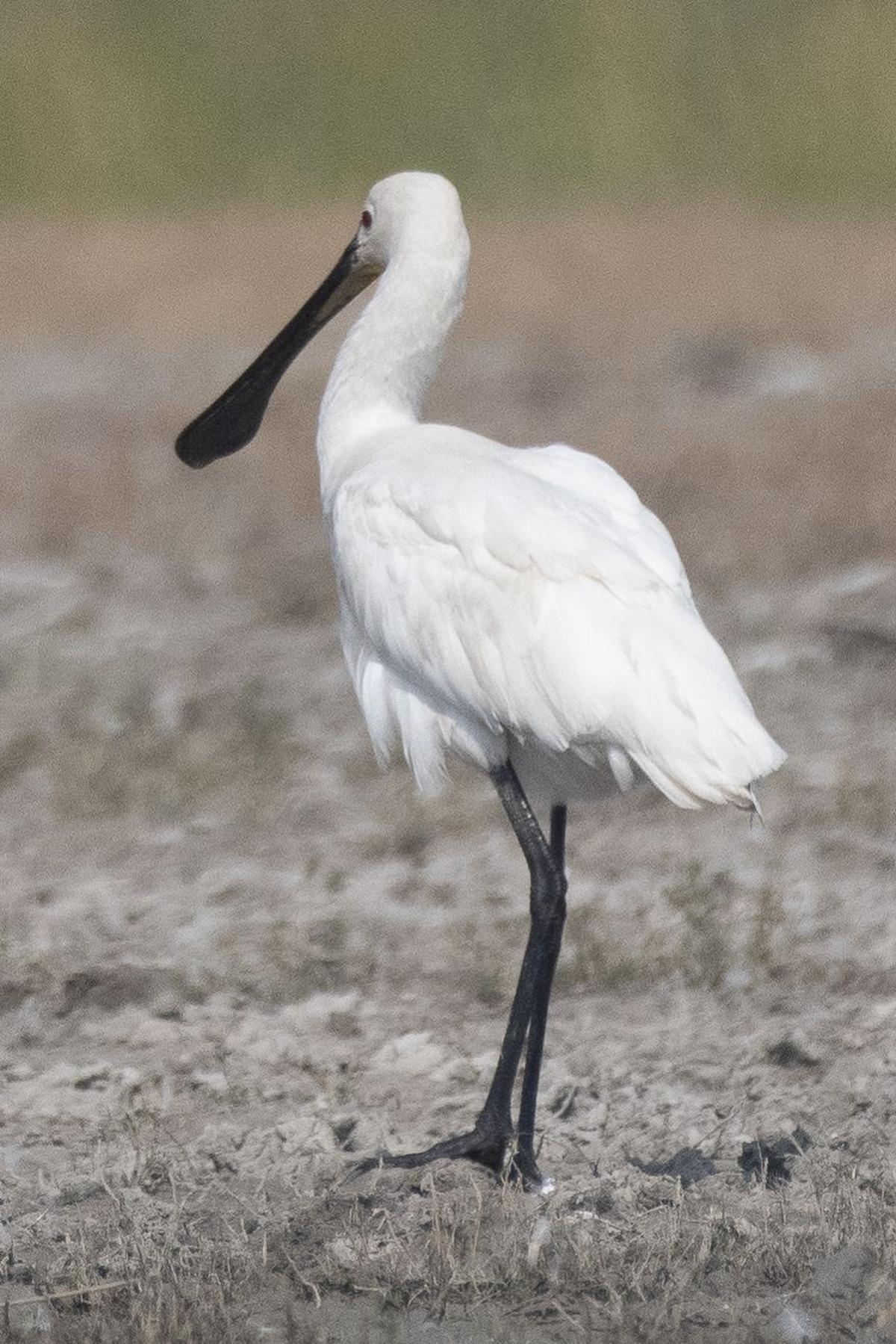 Spoonbill at Nal Sarovar Lake, Gujarat Spoonbill at Nal Sarovar Lake, Gujarat