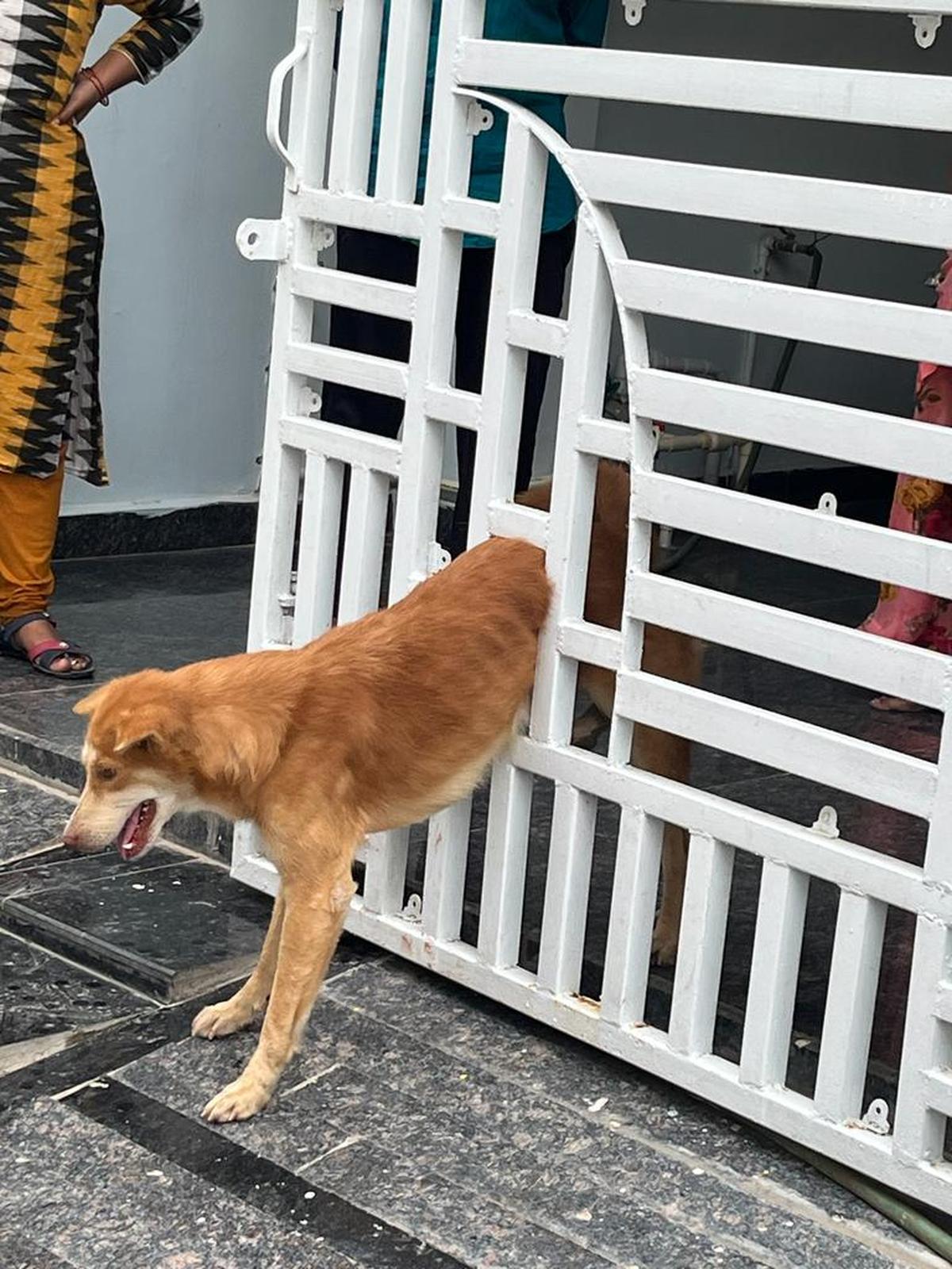 A pet dog tried to escape through the door moments before being rescued.