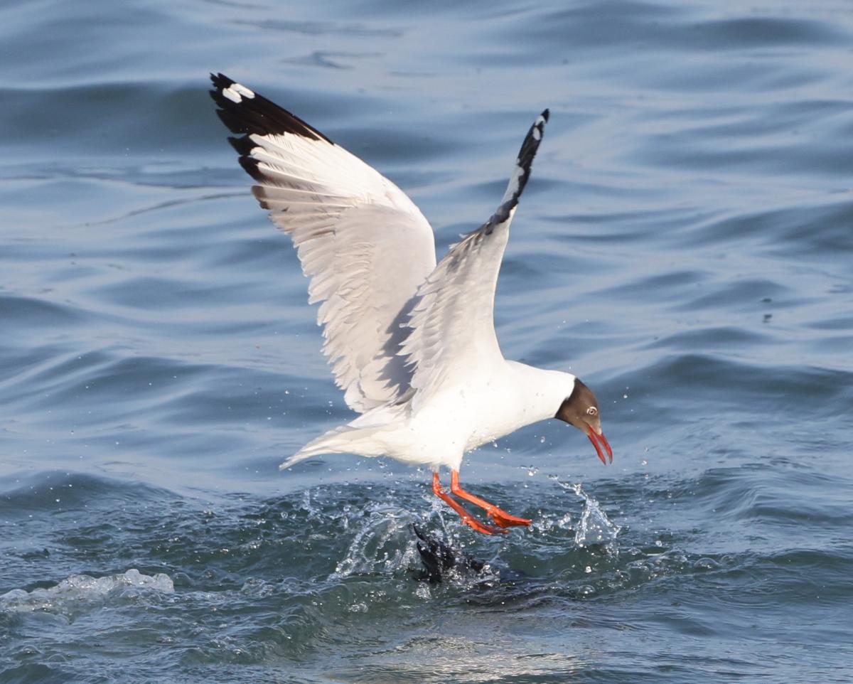 As the cormorant with the fish dips into the waters, the brown-headed gull is relentless in its pursuit. This image is part of a sequence that played out at the Muttukadu-Covelong backwaters on May 1, 2024. Photo: Prince Frederick 