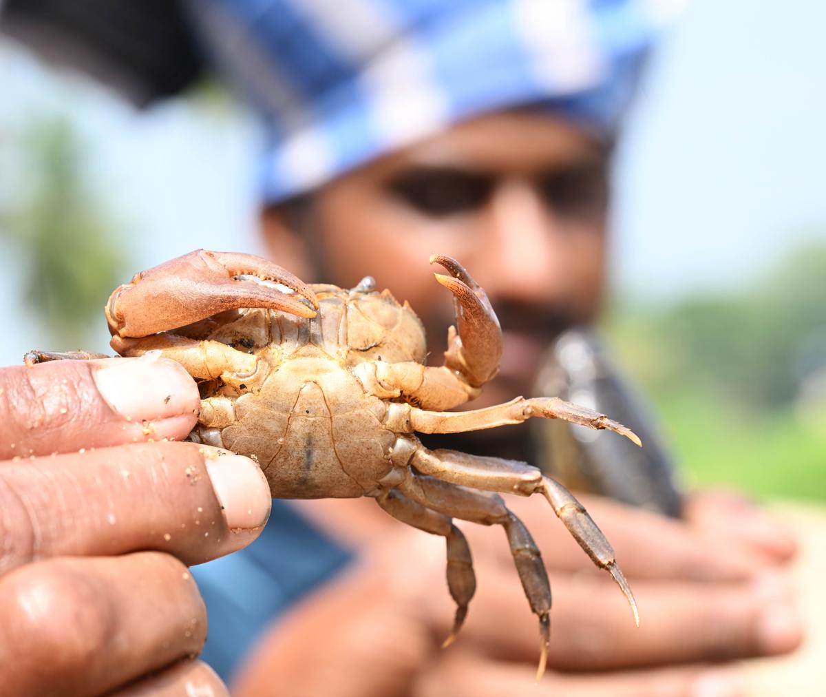 Anaipatti fisherman C. Vijayalingam shows his catch of the day. Anaipatti fisherman C. Vijayalingam shows his catch of the day.