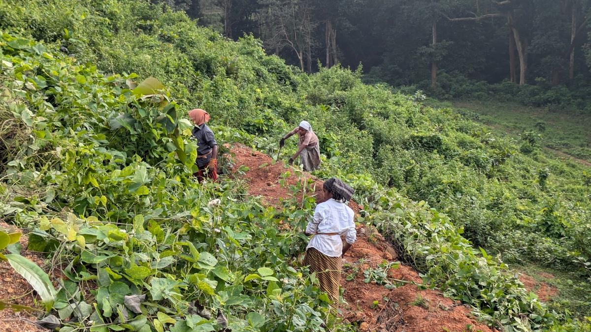 Clearing of invasive creeper Mucuna bracteata begins in Kanniyakumari district