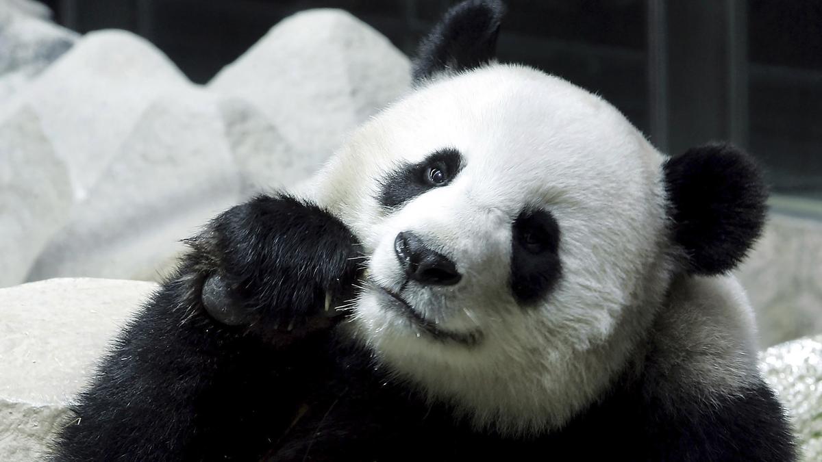 Chinese panda on long-term loan to Thailand dies suddenly
