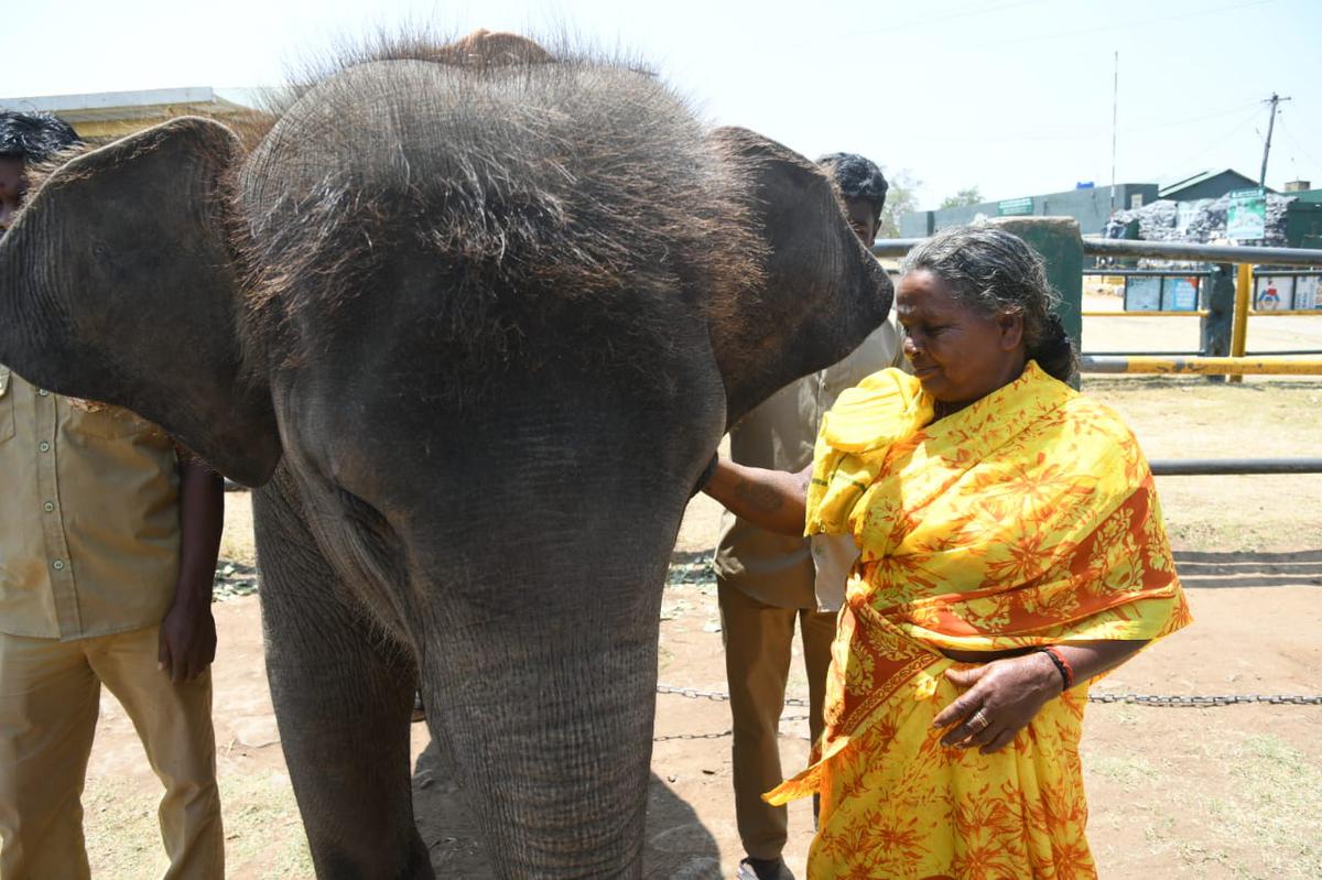 Bellie strokes the elephant calf Bommi, after nearly a year, at Theppakadu elephant camp. 