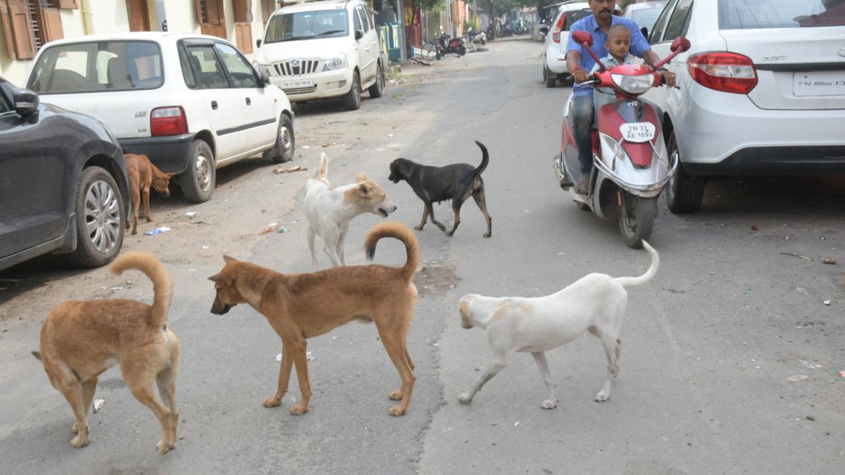 Cases of rabies in dogs cause concern among activists on poor animal birth control implementation