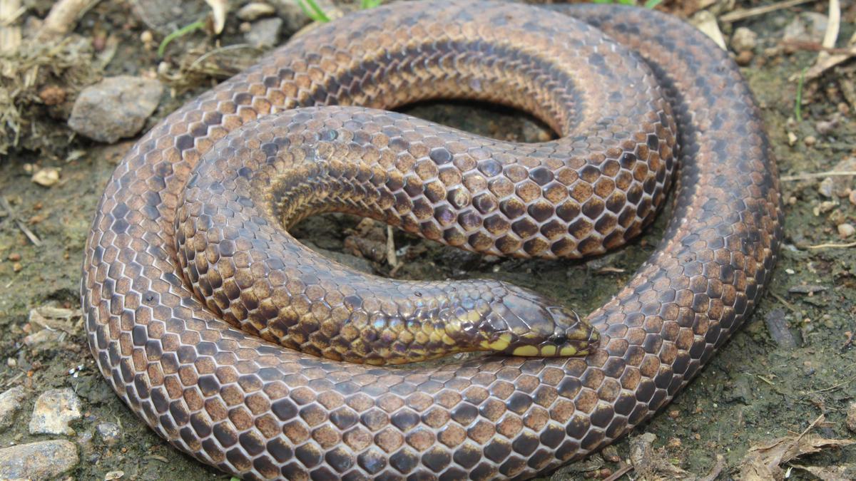Roads impact survival of endemic Perrotet’s mountain snake in The Nilgiris