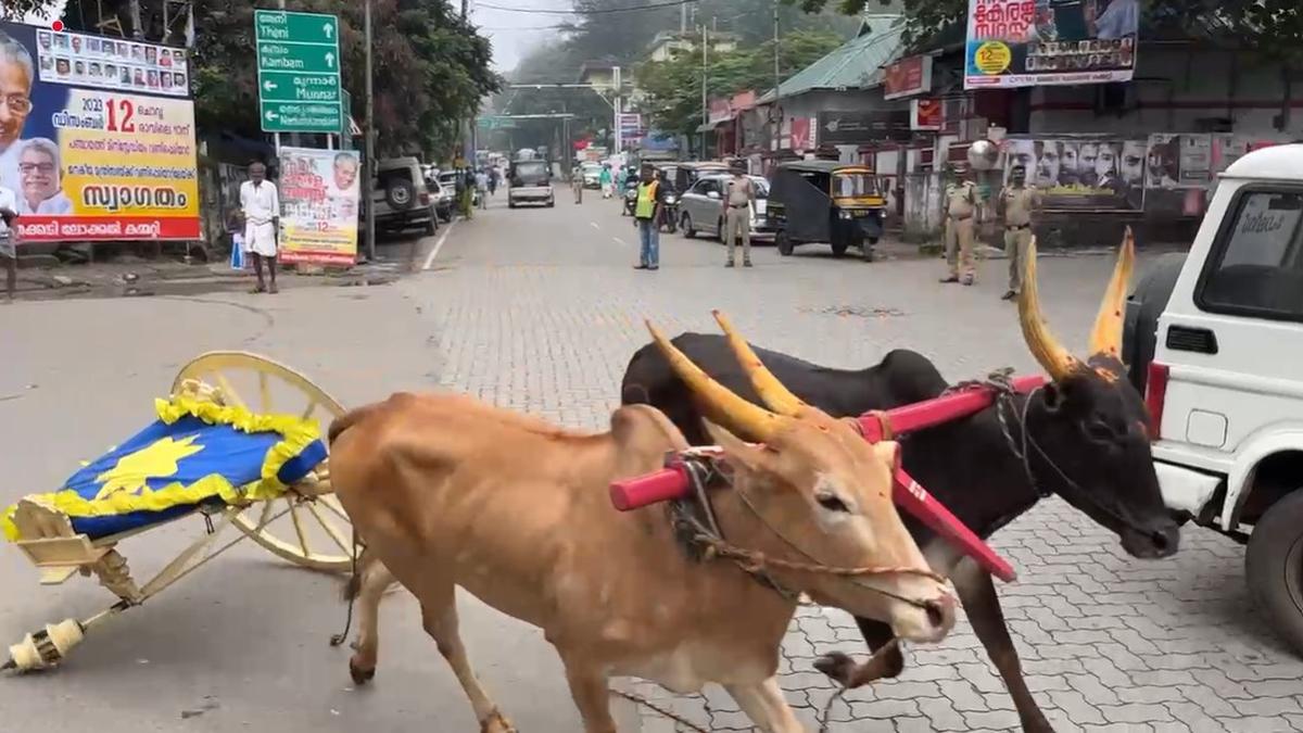 Tension on road to Sabarimala as animals run amok when bullock cart parade turned into a race