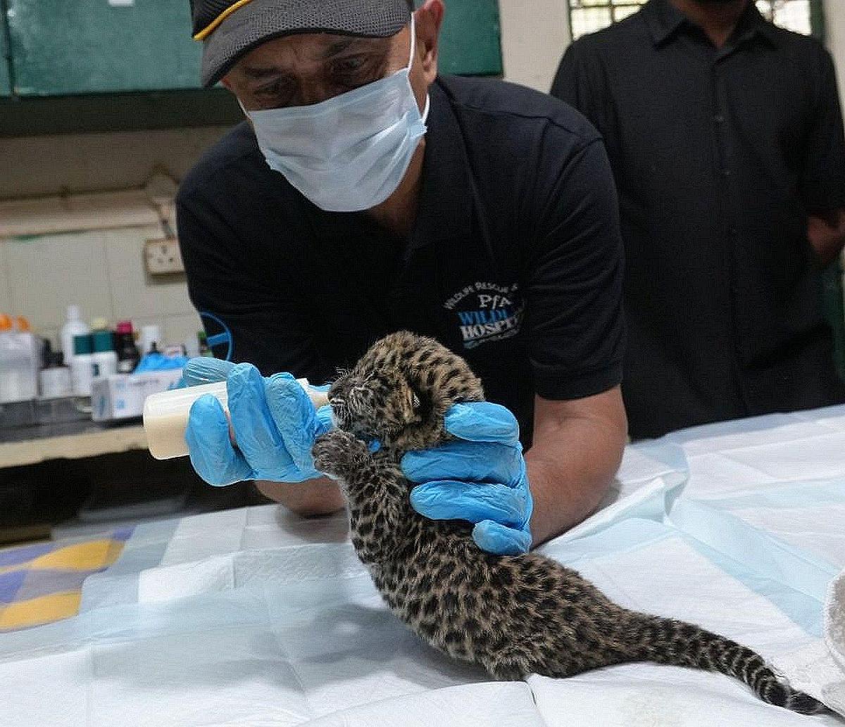 One of the four rescued leopard cubs being fed at the PfA Wildlife Hospital in Bengaluru on Tuesday.