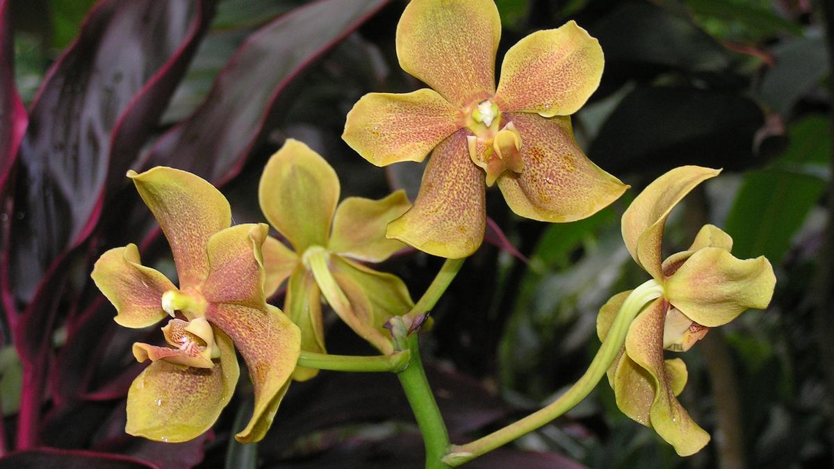 Daily Quiz: On Nelson Mandela